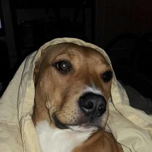 Meet your Posher, Louis